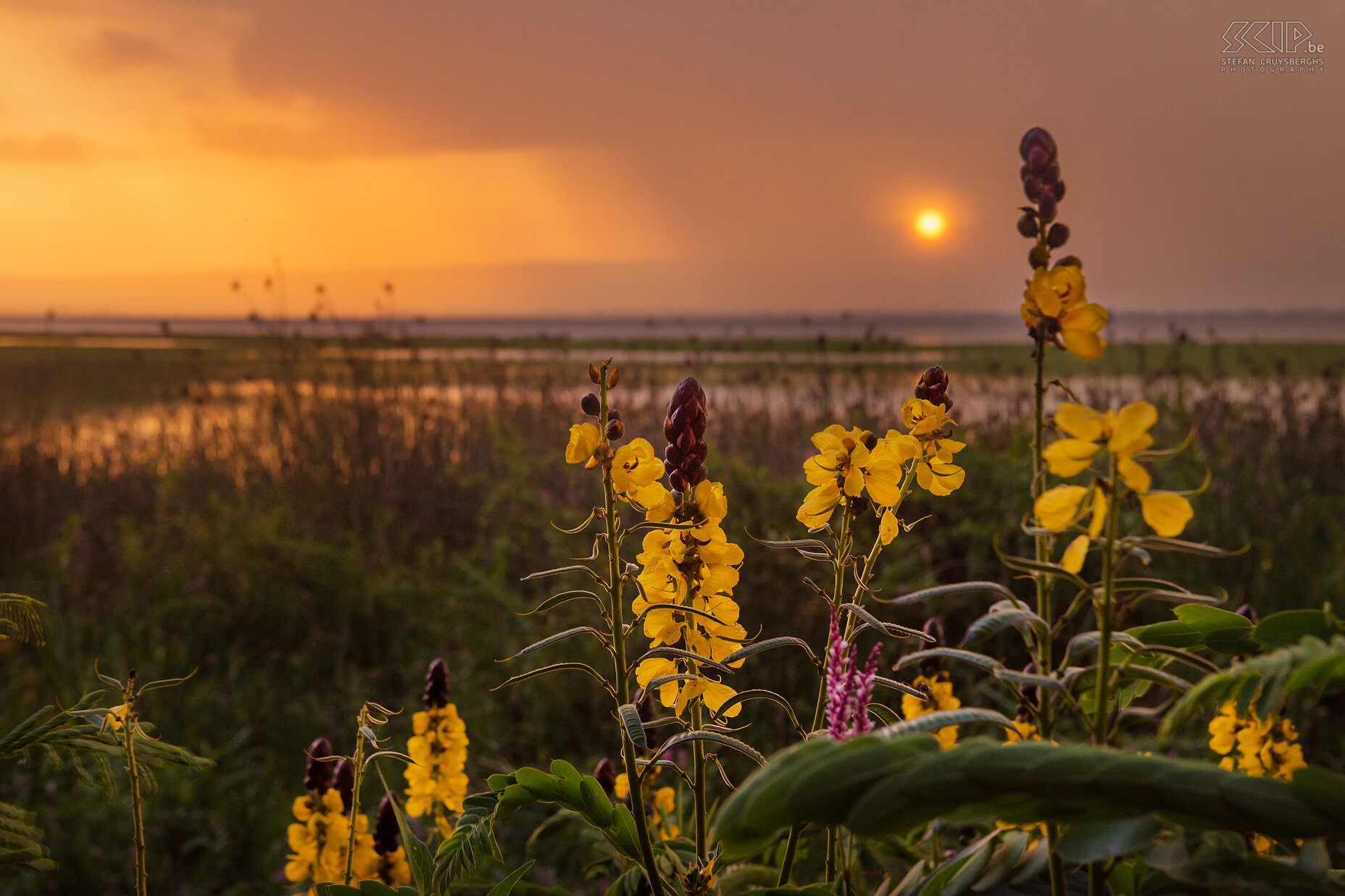 Lake Awassa - Popcorn Senna De mooie gele bloemtoortsen van de Popcorn Senna (Candle Bush, Cassia didymobotrya) tijdens een zonsondergang aan het Awassa meer. 10 minuten later moesten we gaan schuilen voor een hevige regenstorm. Stefan Cruysberghs